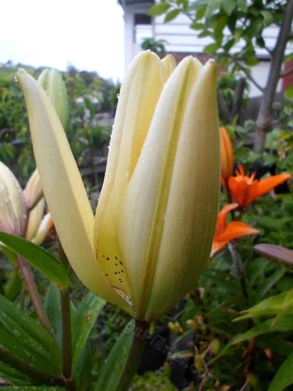 Photo of Lily (Lilium 'Eyeliner') uploaded by dellac