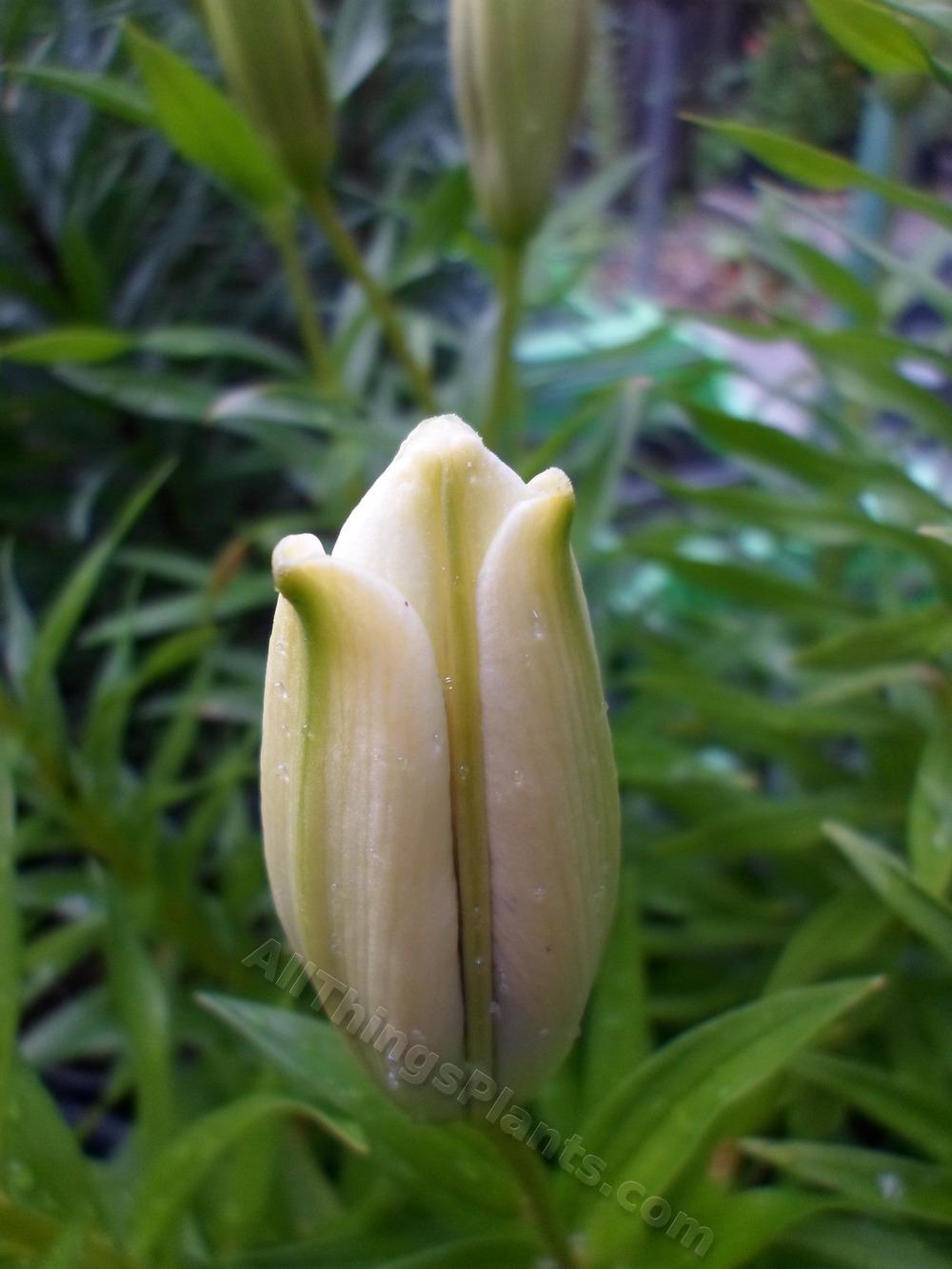 Photo of Lily (Lilium Lily Looks™ Tiny Padhye) uploaded by dellac