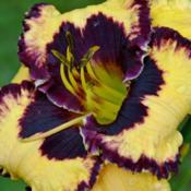 Daylily 'Special Candy'