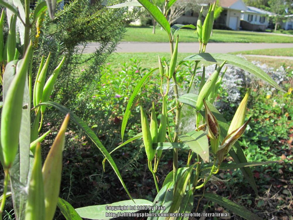 Photo of Tropical Milkweed (Asclepias curassavica) uploaded by terrafirma