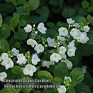 Photo of Speedwell (Veronica 'Whitewater') uploaded by vic