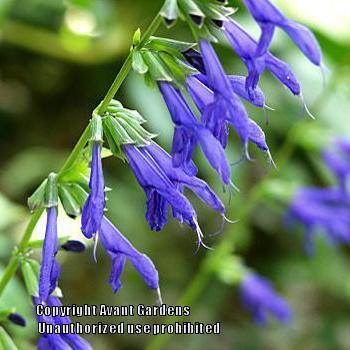 Photo of Blue Anise Sage (Salvia coerulea 'Kobalt') uploaded by vic