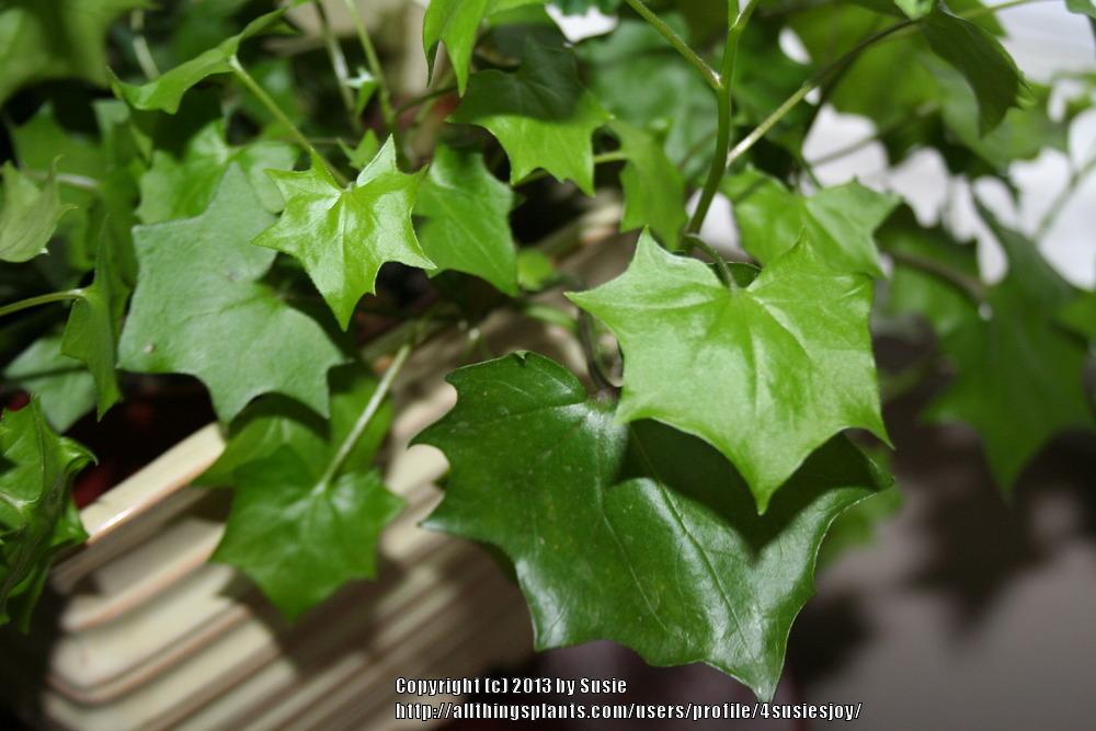 Photo of German Ivy (Delairea odorata) uploaded by 4susiesjoy
