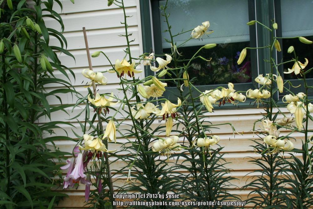 Photo of Lily (Lilium 'George Slate') uploaded by 4susiesjoy