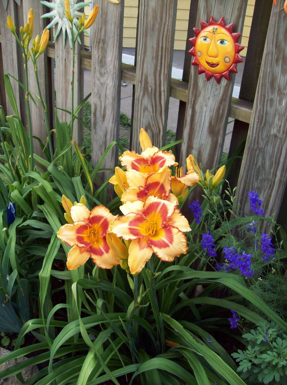 Photo of Daylily (Hemerocallis 'All Fired Up') uploaded by LilySue