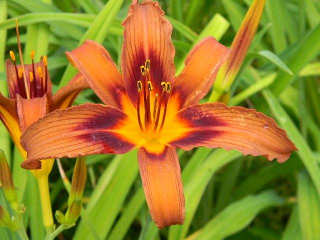 Photo of Daylily (Hemerocallis 'Brown Witch') uploaded by LilySue