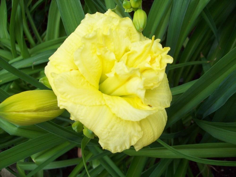 Photo of Daylily (Hemerocallis 'Cabbage Flower') uploaded by LilySue
