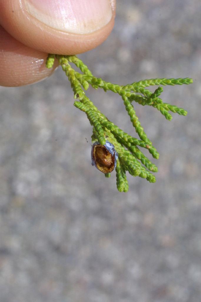Photo of One Seed Juniper (Juniperus monosperma) uploaded by SongofJoy
