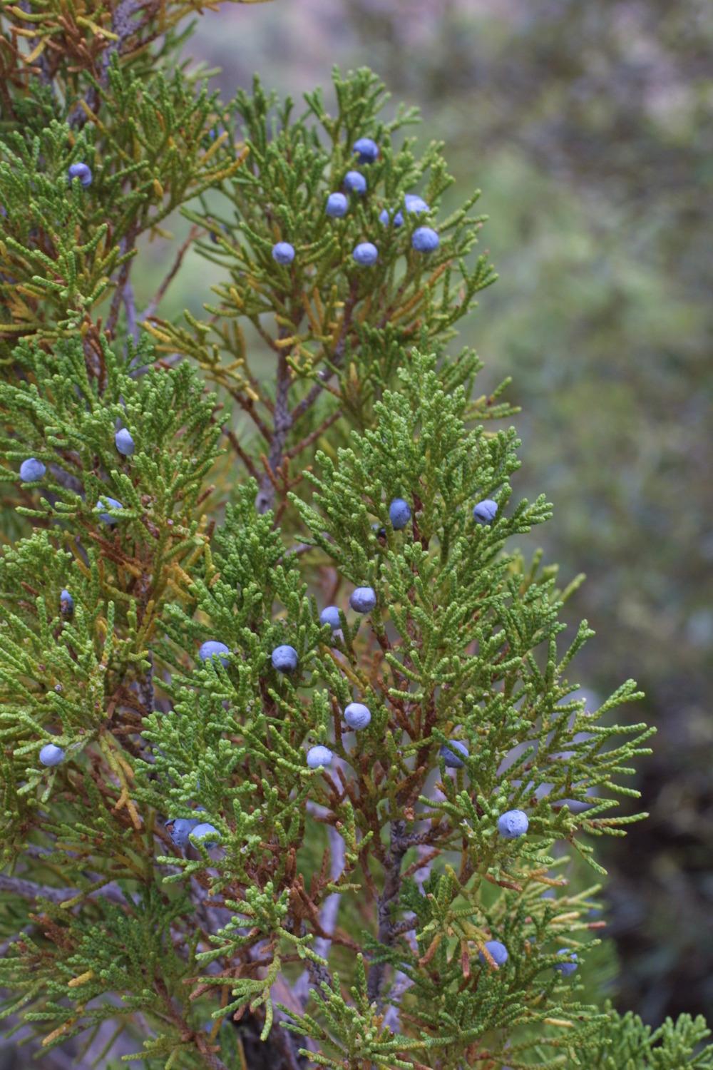 Photo of One Seed Juniper (Juniperus monosperma) uploaded by SongofJoy