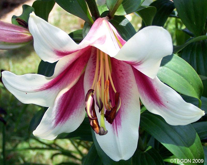 Photo of Lily (Lilium 'Altari') uploaded by TBGDN