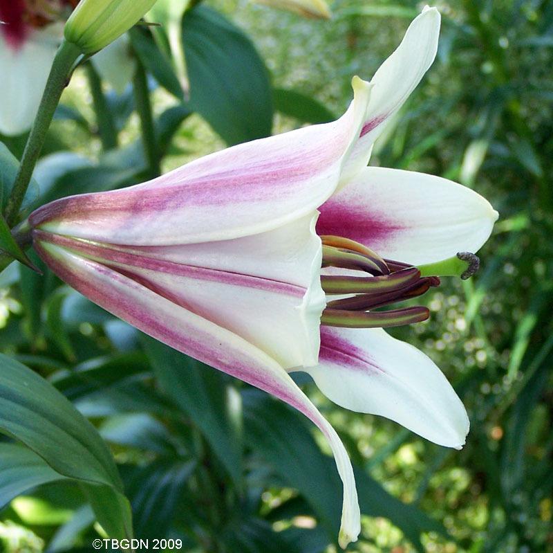 Photo of Lily (Lilium 'Altari') uploaded by TBGDN