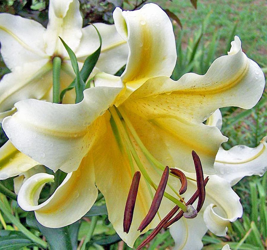 Photo of Lily (Lilium 'Honeymoon') uploaded by TBGDN
