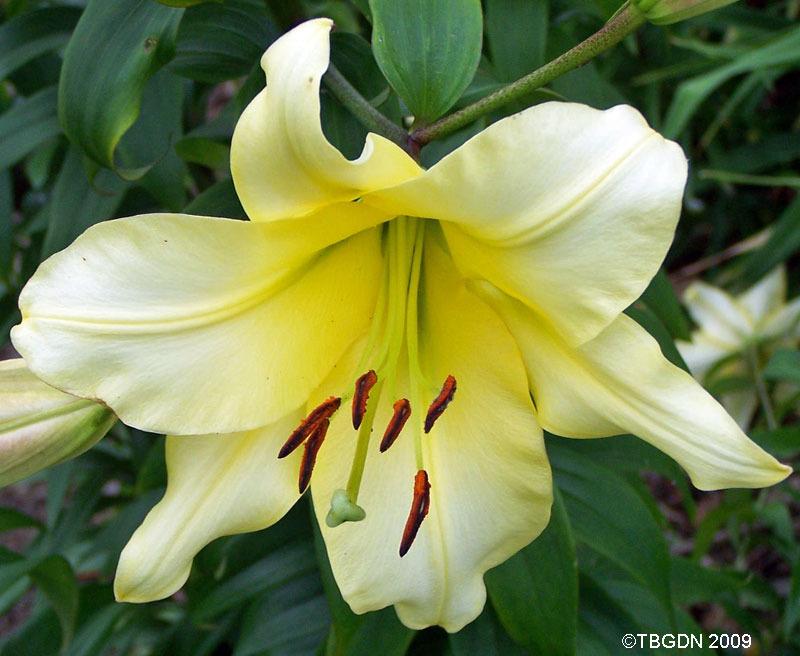 Photo of Lily (Lilium 'Boogie Woogie') uploaded by TBGDN