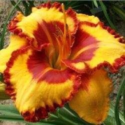 Location: Indiana
Date: July 2013
Daylily 'Spacecoast Hard Target'