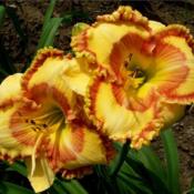 Daylily 'Wizard at Large'