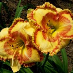 Location: Indiana
Date: July  2013
Daylily 'Wizard at Large'