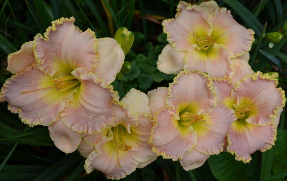 Photo of Daylily (Hemerocallis 'Belle Cook') uploaded by diggit