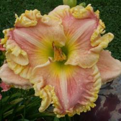 Location: Indiana
Date: July 2011
Daylily 'Judy Farquhar'