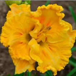 Location: Indiana
Date: October 2013
Daylily 'Groovy Guy'