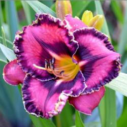 Location: Indiana
Date: July 2013
Daylily 'Queen's Circle'