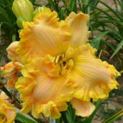 Location: Indiana
Date: August 2013
Daylily 'The Fourth Angel'