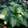 Hosta 'Great American Expectations'