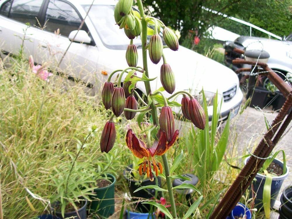 Photo of Martagon Lily (Lilium x dalhansonii) uploaded by gwhizz