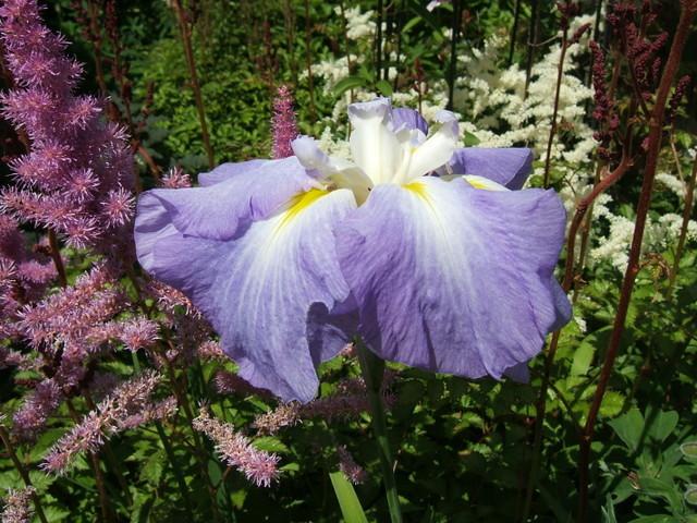 Photo of Japanese Iris (Iris ensata 'Ocean Mist') uploaded by pirl