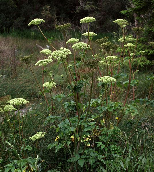 Photo of Seacoast Angelica (Angelica lucida) uploaded by robertduval14