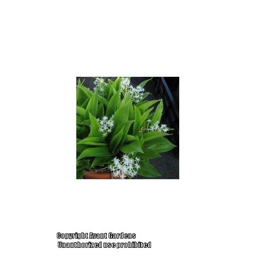 Photo of False Lily-of-the-Valley (Speirantha gardenii) uploaded by vic