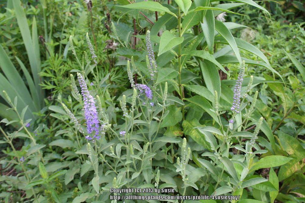 Photo of Spike Speedwell (Veronica spicata) uploaded by 4susiesjoy