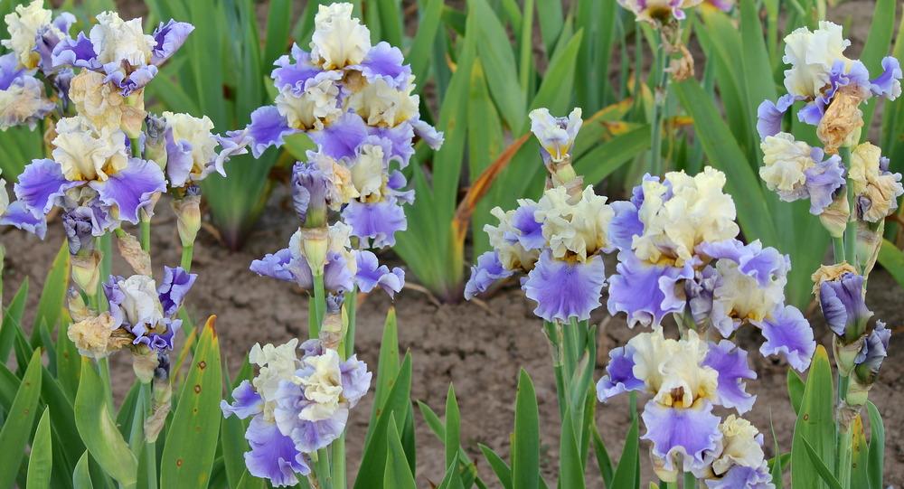 Photo of Tall Bearded Iris (Iris 'Silk Road') uploaded by ARUBA1334