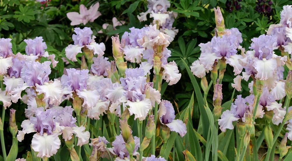 Photo of Tall Bearded Iris (Iris 'Dearie') uploaded by ARUBA1334