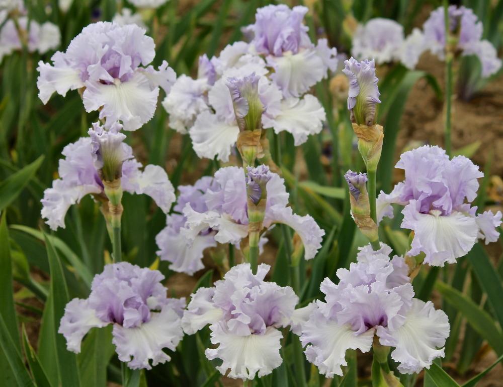 Photo of Tall Bearded Iris (Iris 'Royal Sterling') uploaded by ARUBA1334
