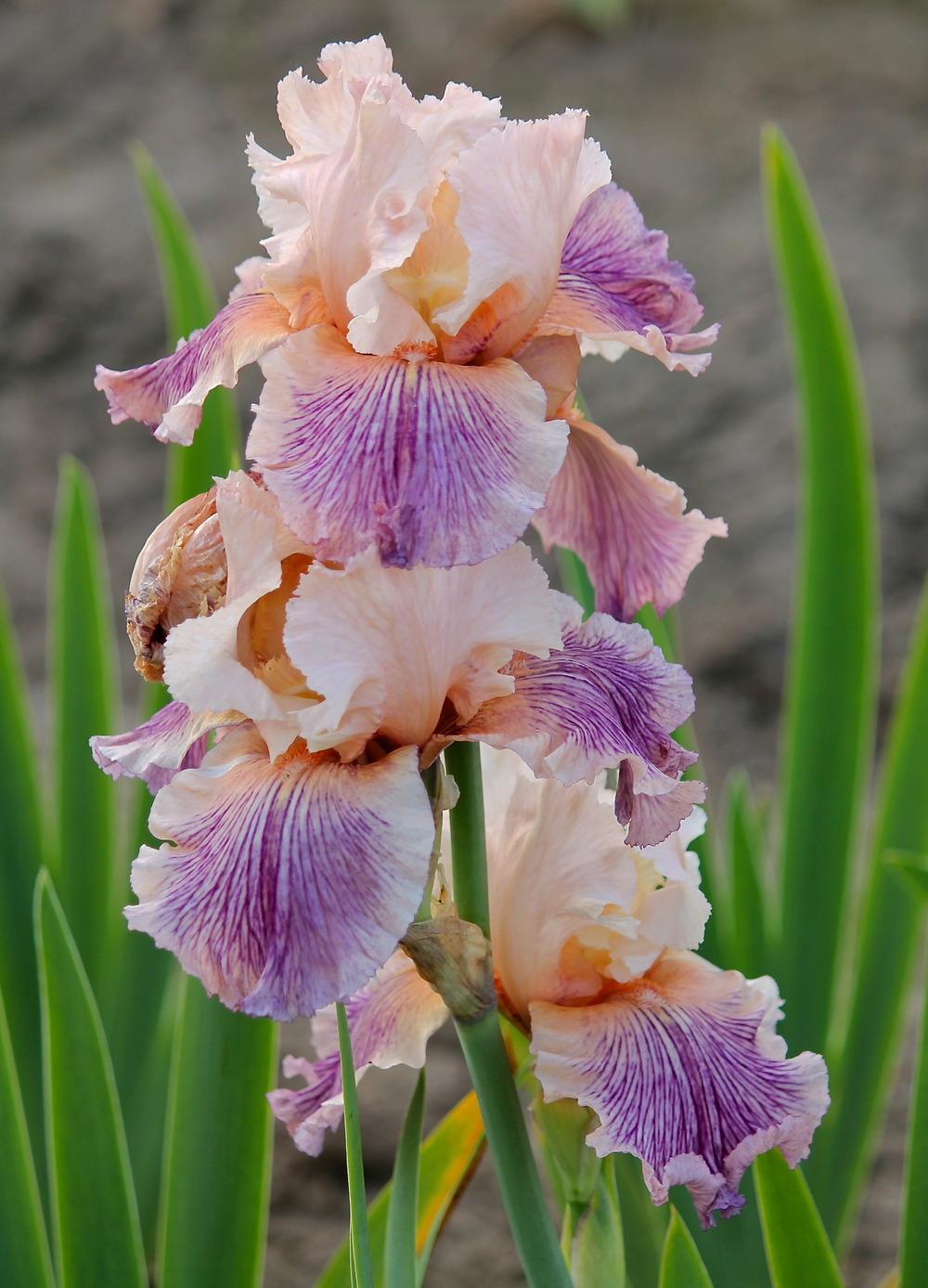 Photo of Tall Bearded Iris (Iris 'Splurge') uploaded by ARUBA1334