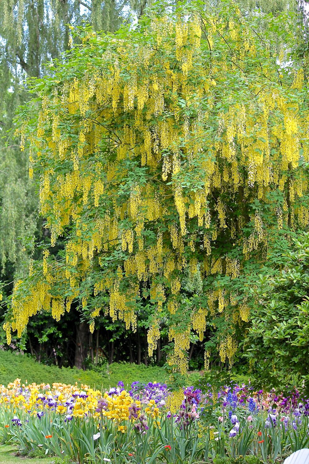 Photo of Goldenchain Tree (Laburnum x watereri 'Vossii') uploaded by ARUBA1334