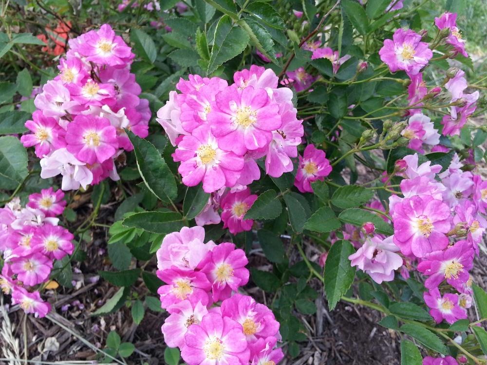 Photo of Rose (Rosa 'Blue Mist') uploaded by TammyB