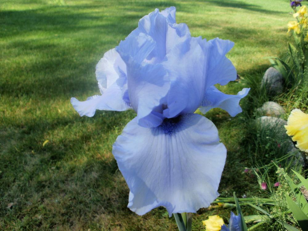 Photo of Tall Bearded Iris (Iris 'Barbara Jean') uploaded by bramedog