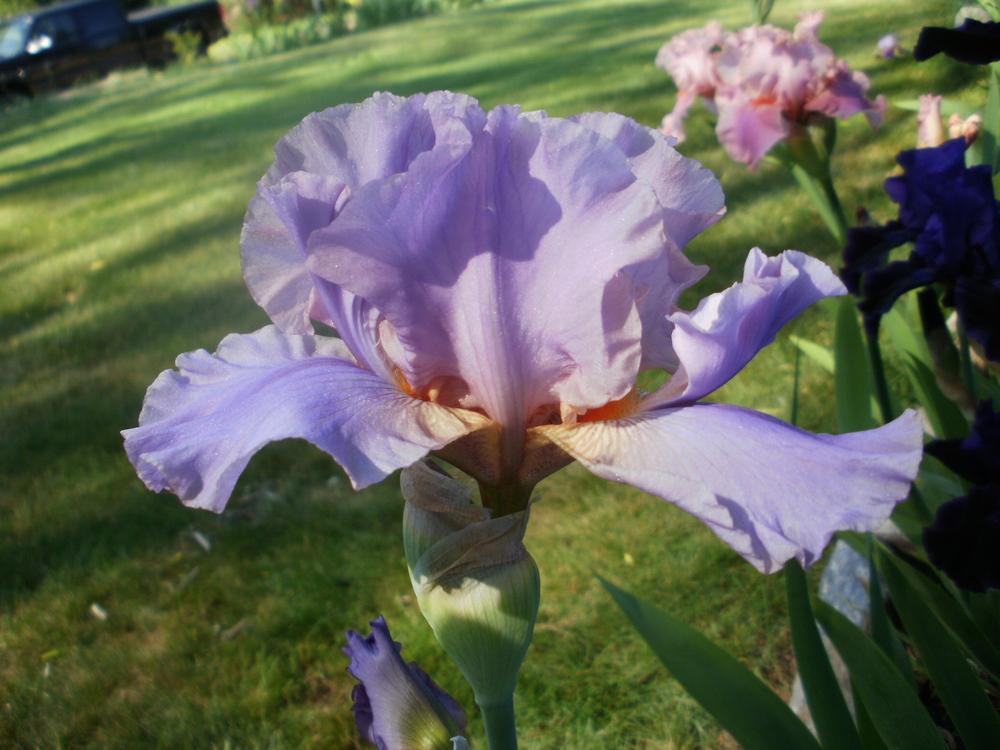 Photo of Tall Bearded Iris (Iris 'Angel Flair') uploaded by bramedog