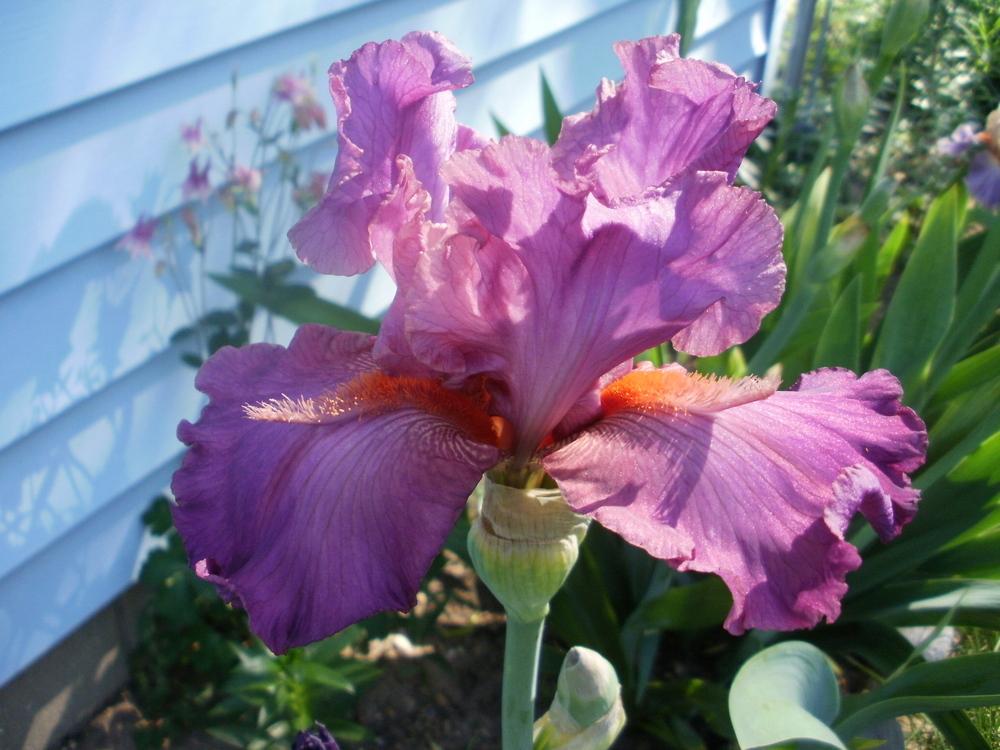 Photo of Tall Bearded Iris (Iris 'Jazzy Razzy') uploaded by bramedog