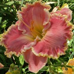 Location: Indiana
Date: July 2012
Daylily 'Shores of Time'