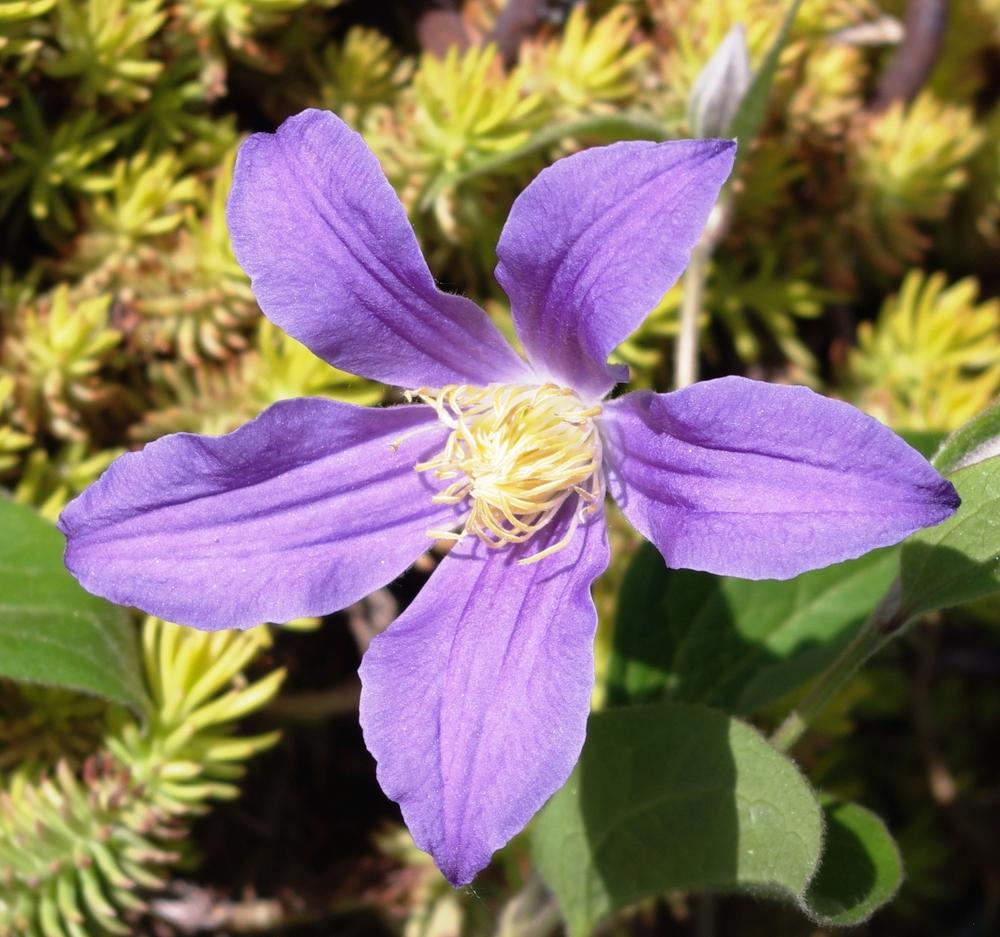 Photo of Clematis (Clematis integrifolia 'Juuli') uploaded by dirtdorphins
