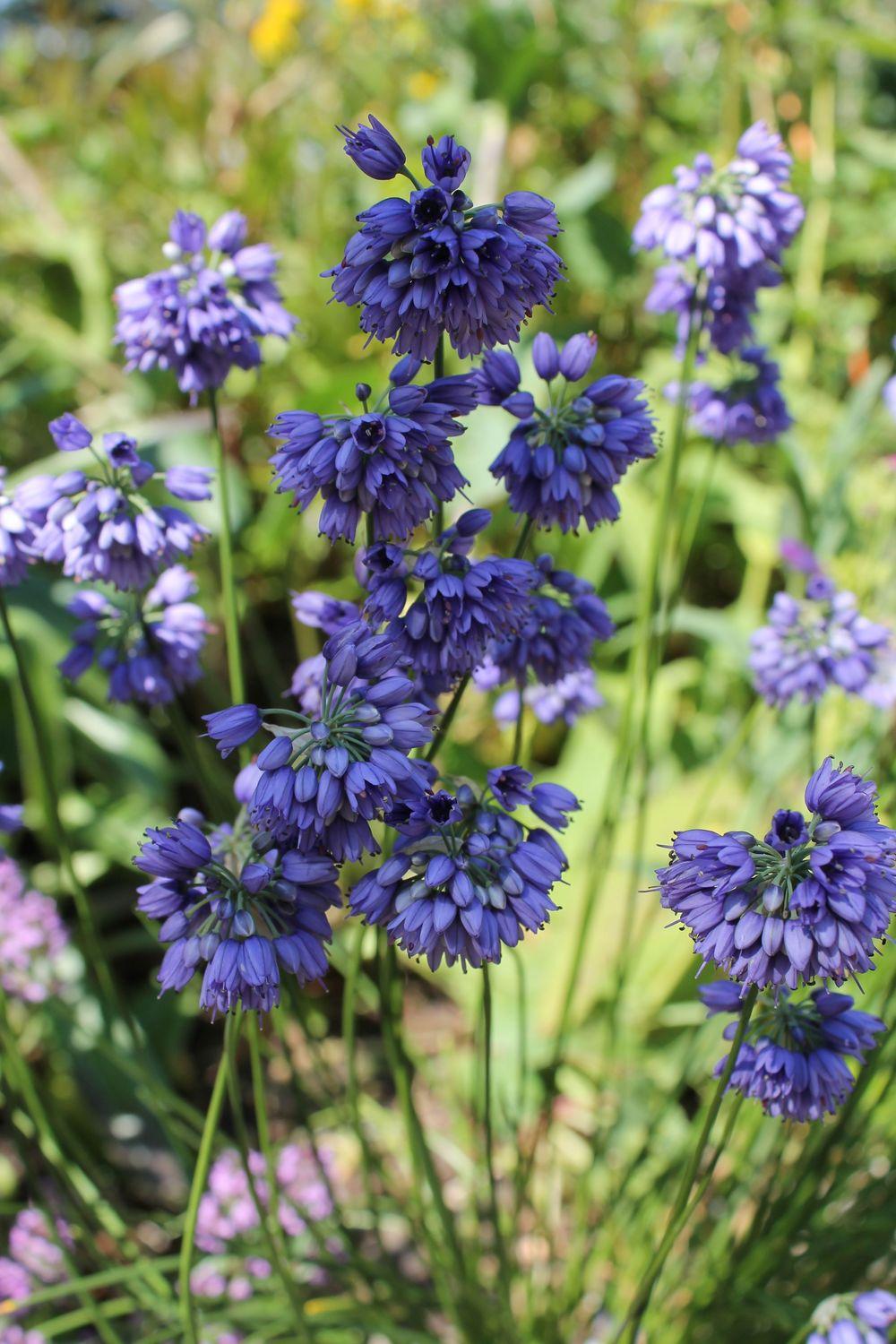 Photo of Blue Flowered Allium (Allium sikkimense) uploaded by growitall