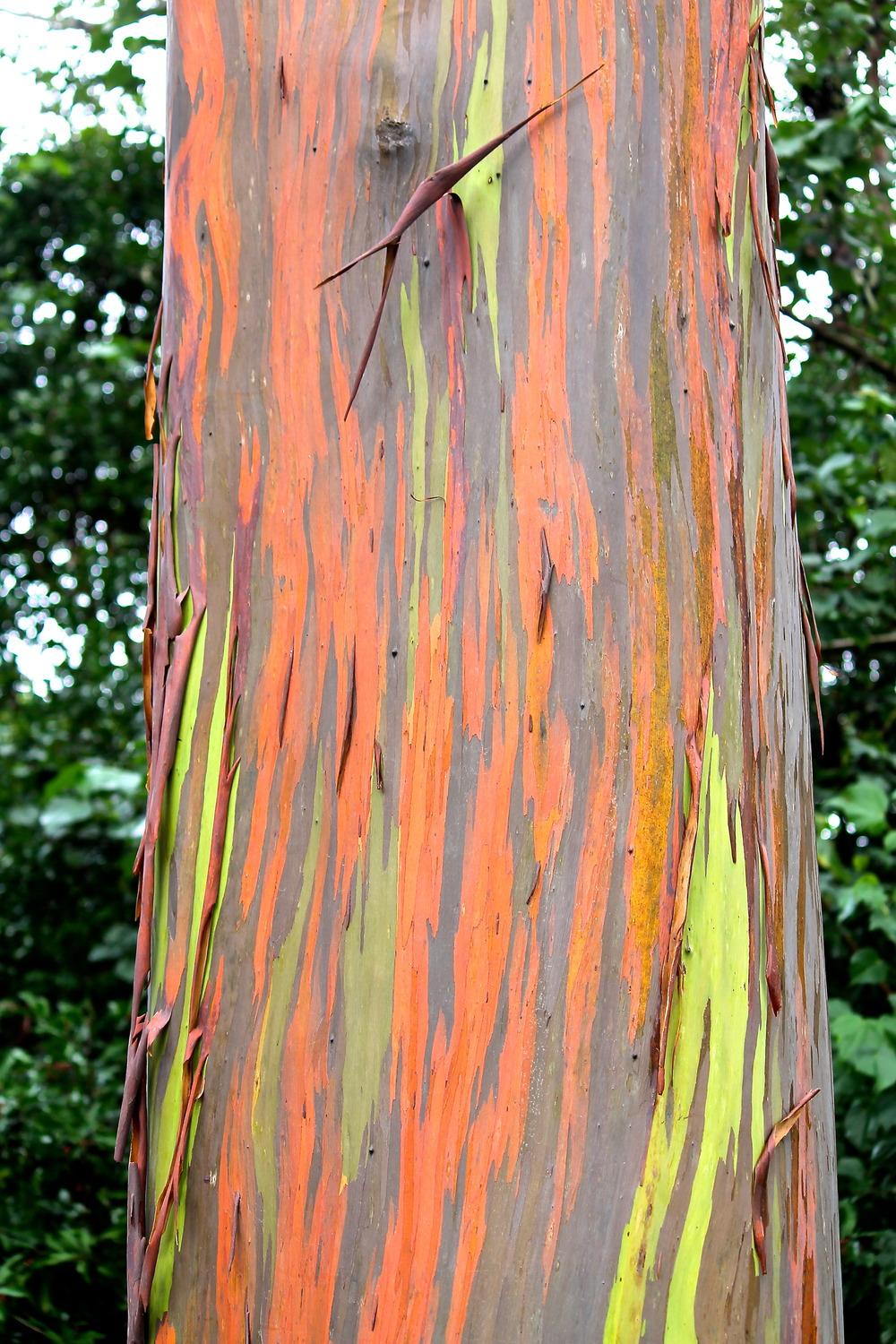 Photo of Rainbow Eucalyptus (Eucalyptus deglupta) uploaded by ARUBA1334