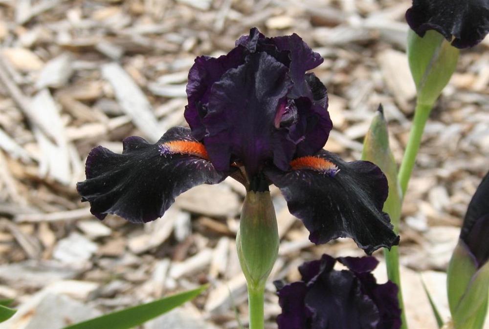 Photo of Intermediate Bearded Iris (Iris 'Devil May Care') uploaded by KentPfeiffer