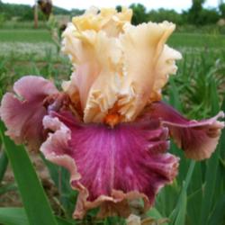 Location: Indiana
Date: July 2013
Tall Bearded Iris 'Decadence'