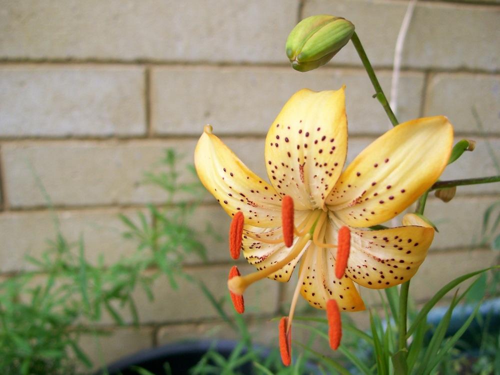 Photo of Lily (Lilium Harlequin) uploaded by gwhizz