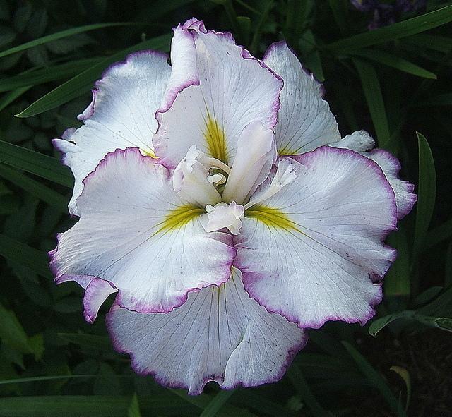 Photo of Japanese Iris (Iris ensata 'Frilled Enchantment') uploaded by pirl