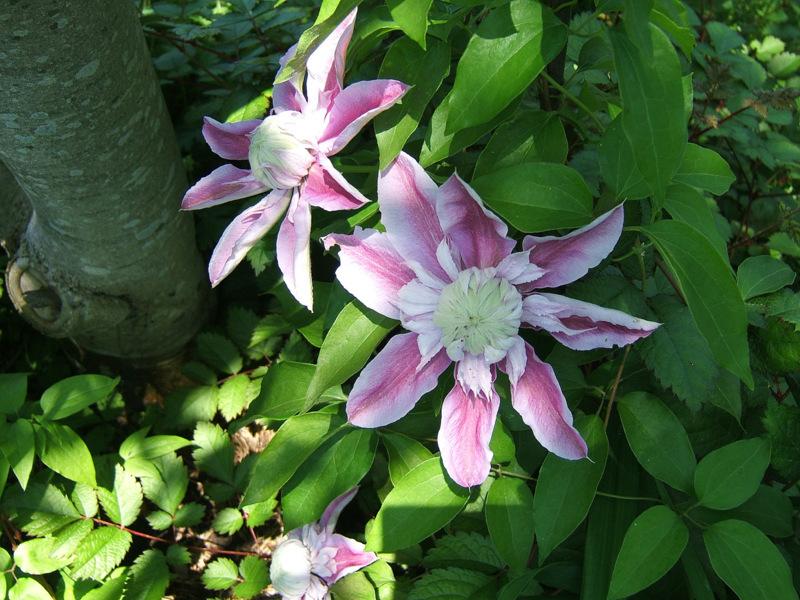 Photo of Clematis Josephine™ uploaded by pirl