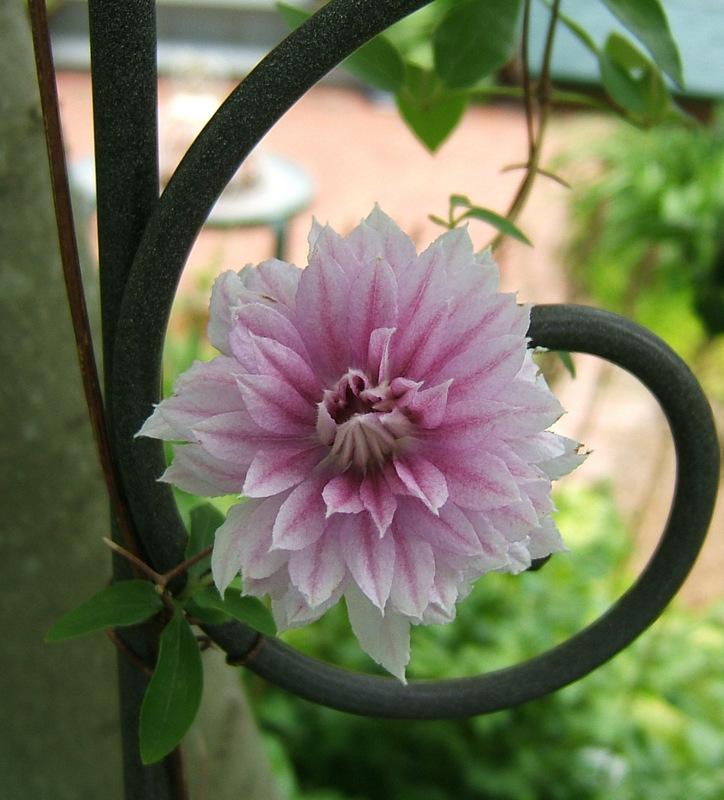 Photo of Clematis Josephine™ uploaded by pirl